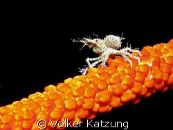 small lobster on whip coral by Volker Katzung 